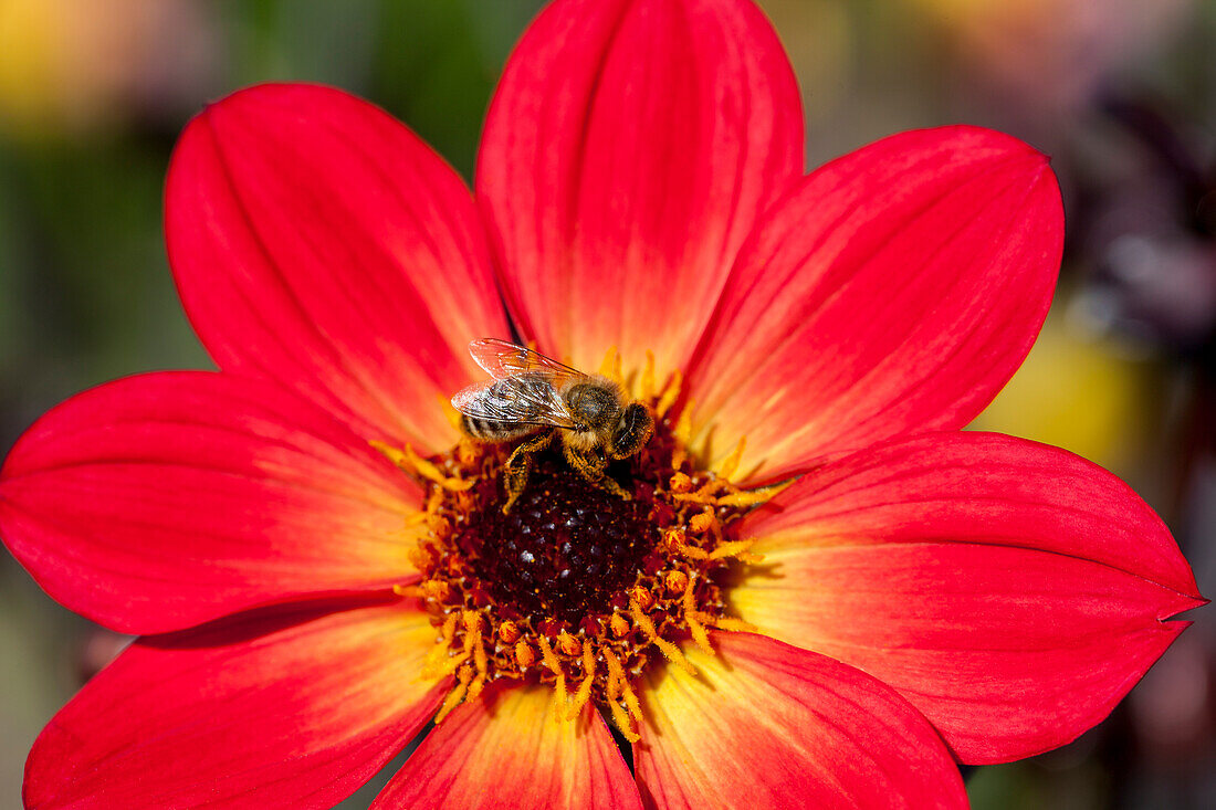 Dahlia 'Happy Single Flame'