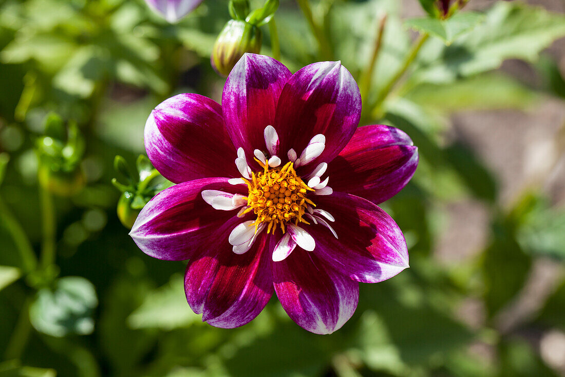 Dahlia 'Impression Fabula'