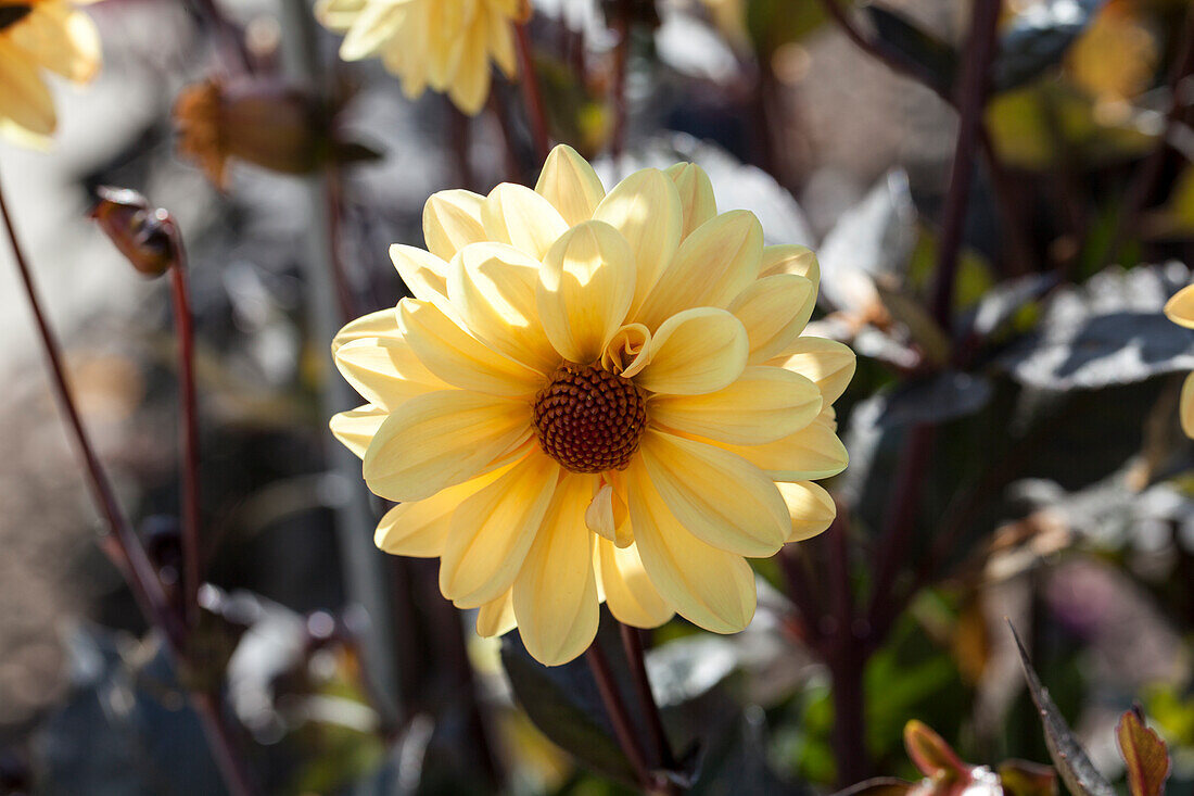 Dahlia 'Chic Yellow'