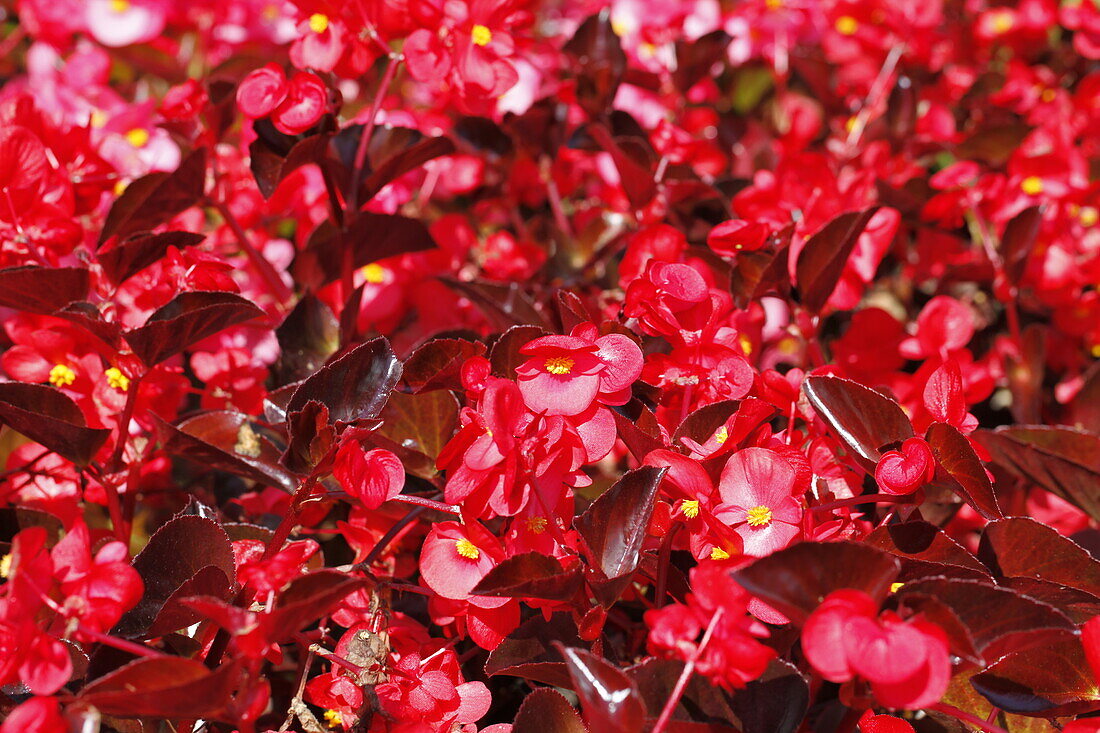 Begonia x hybr. BIG Red, dark foliage