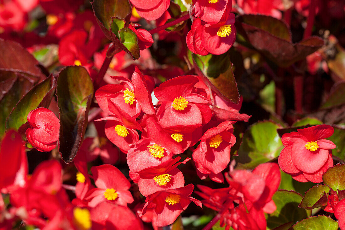 Begonia x benariensis 'BIG'®