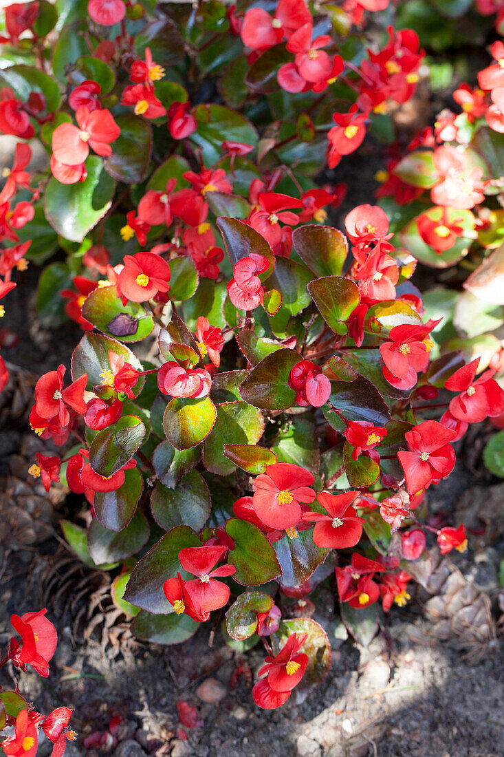 Begonia semperflorens 'Super Olympia® Red'