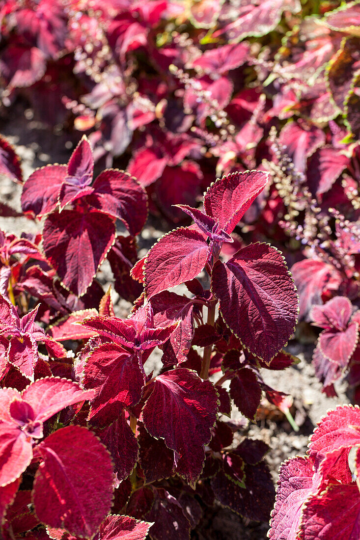 Plectranthus scutellarioides 'Superfine Rainbows Volcano'