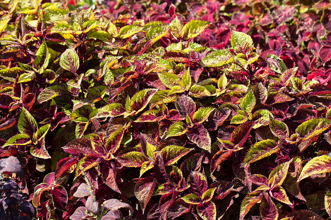 Plectranthus scutellarioides 'Versa Burgundy-Green'