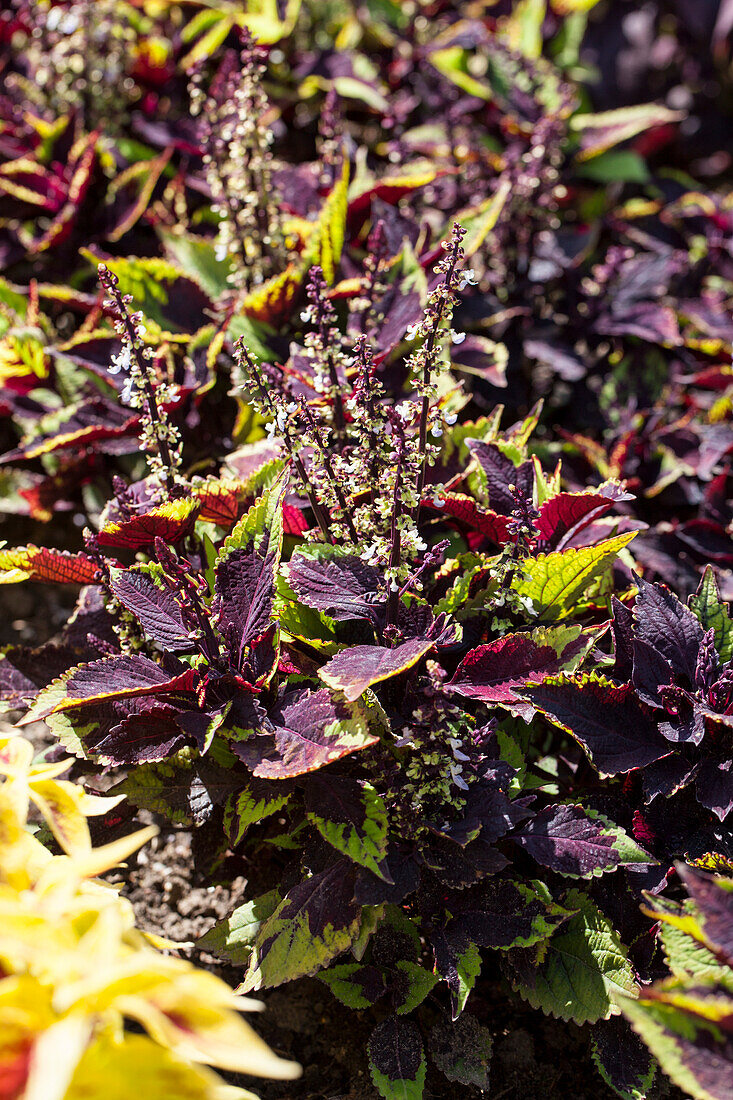 Plectranthus scutellarioides Premium 'Sun Chocolate Splash'