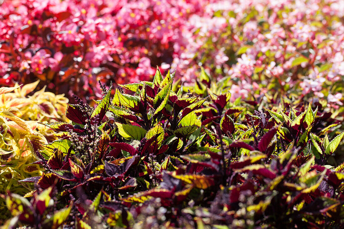 Plectranthus scutellarioides 'Premium Sun Chocolate Splash'