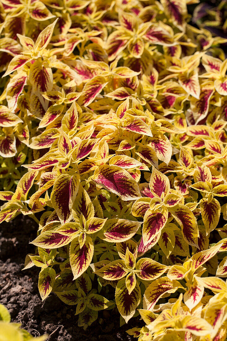 Plectranthus scutellarioides 'Premium Sun Crimson Gold'
