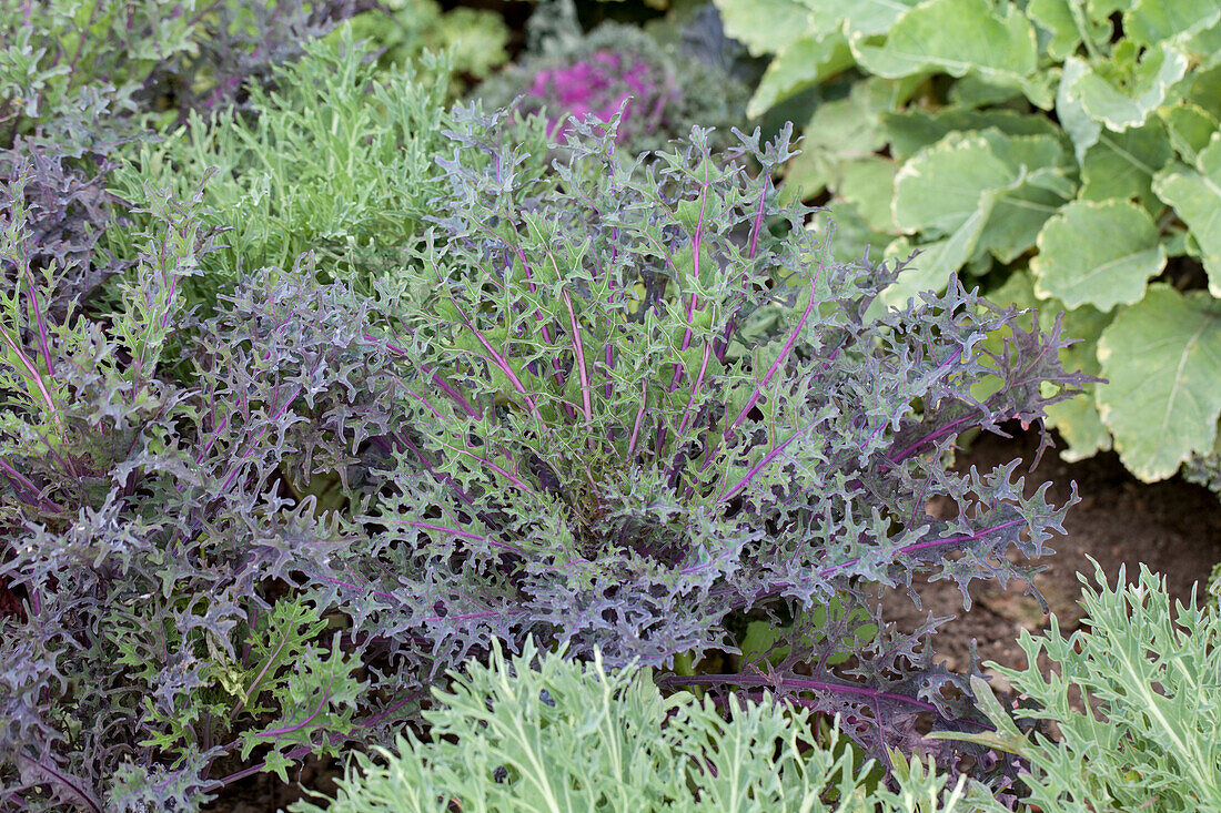 Brassica oleracea var. acephala 'Peacock'