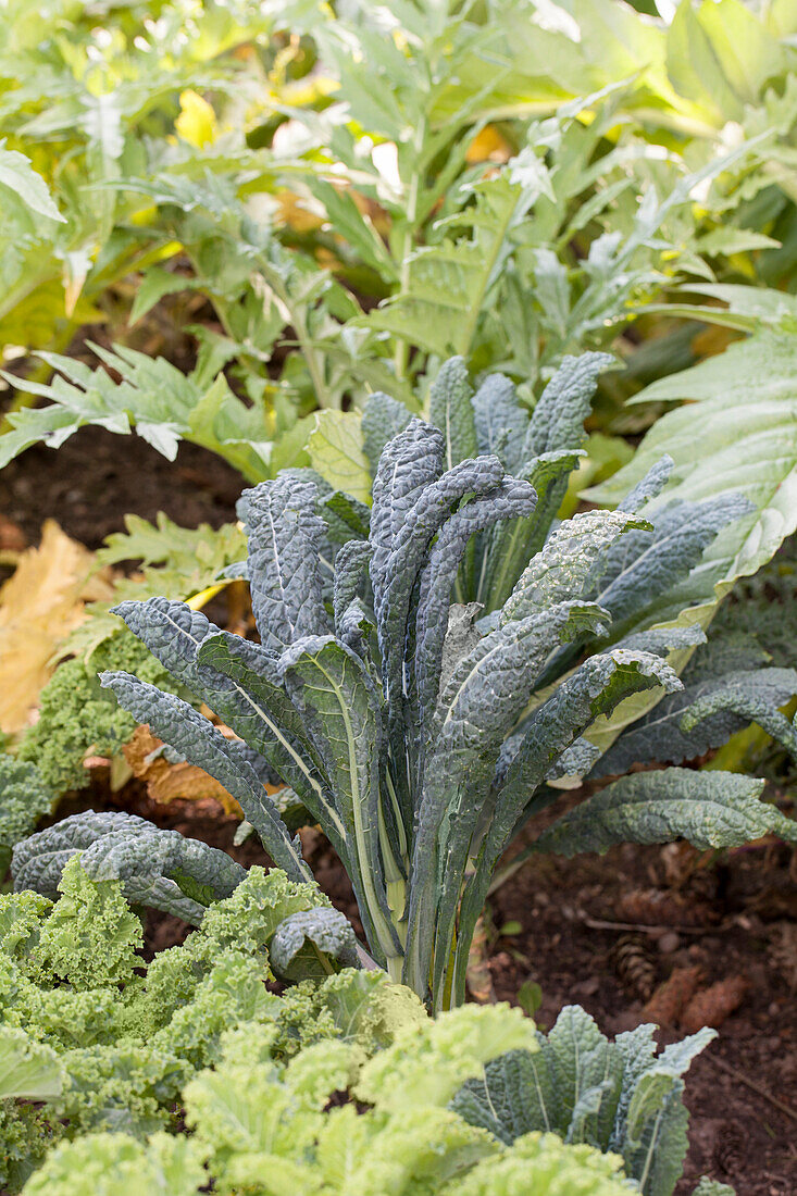 Brassica oleracea var. acephala 'Nero di Toscana'