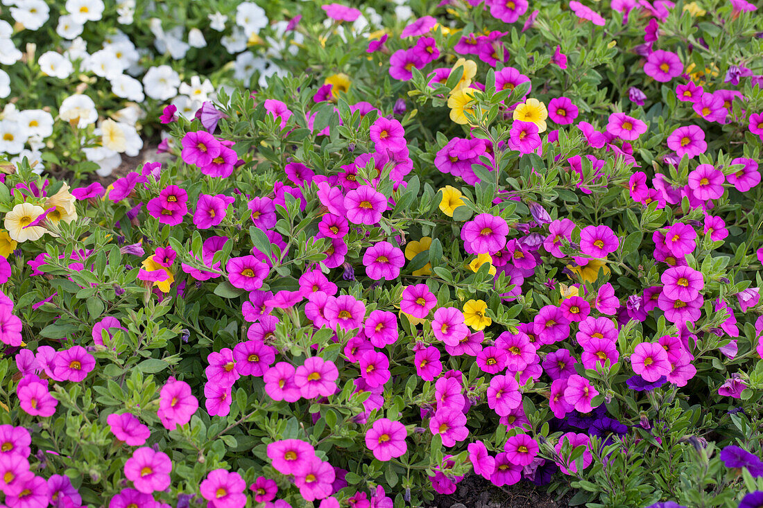 Calibrachoa x hybrida 'Deep Pink'