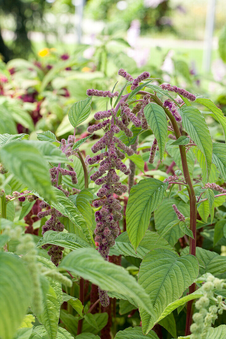 Amaranthus caudatus 'Mira'