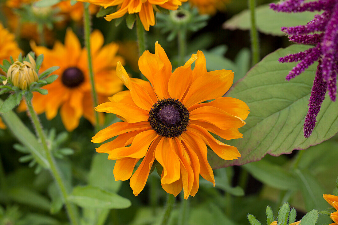 Echinacea purpurea 'Marmalade