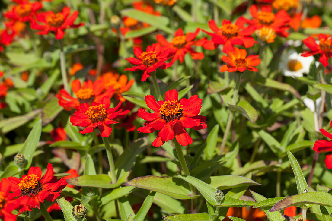 Zinnia 'Zahara XL Fire'