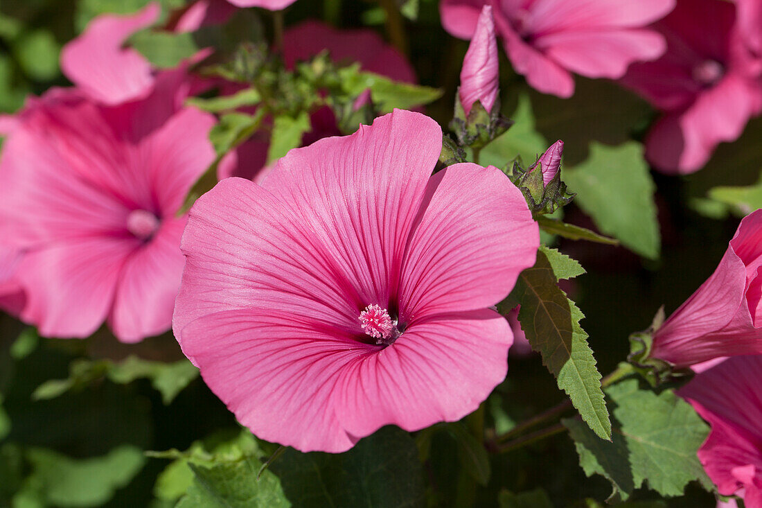 Lavatera trimestris 'Twins Hot Pink'