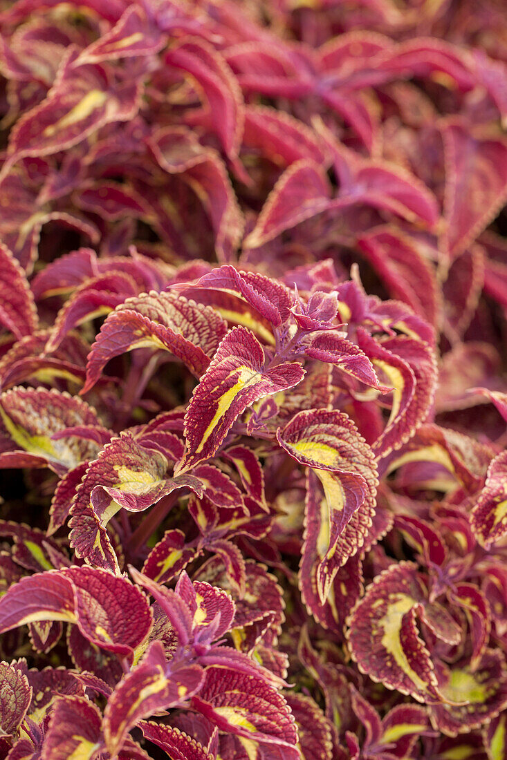 Coleus 'Saturn