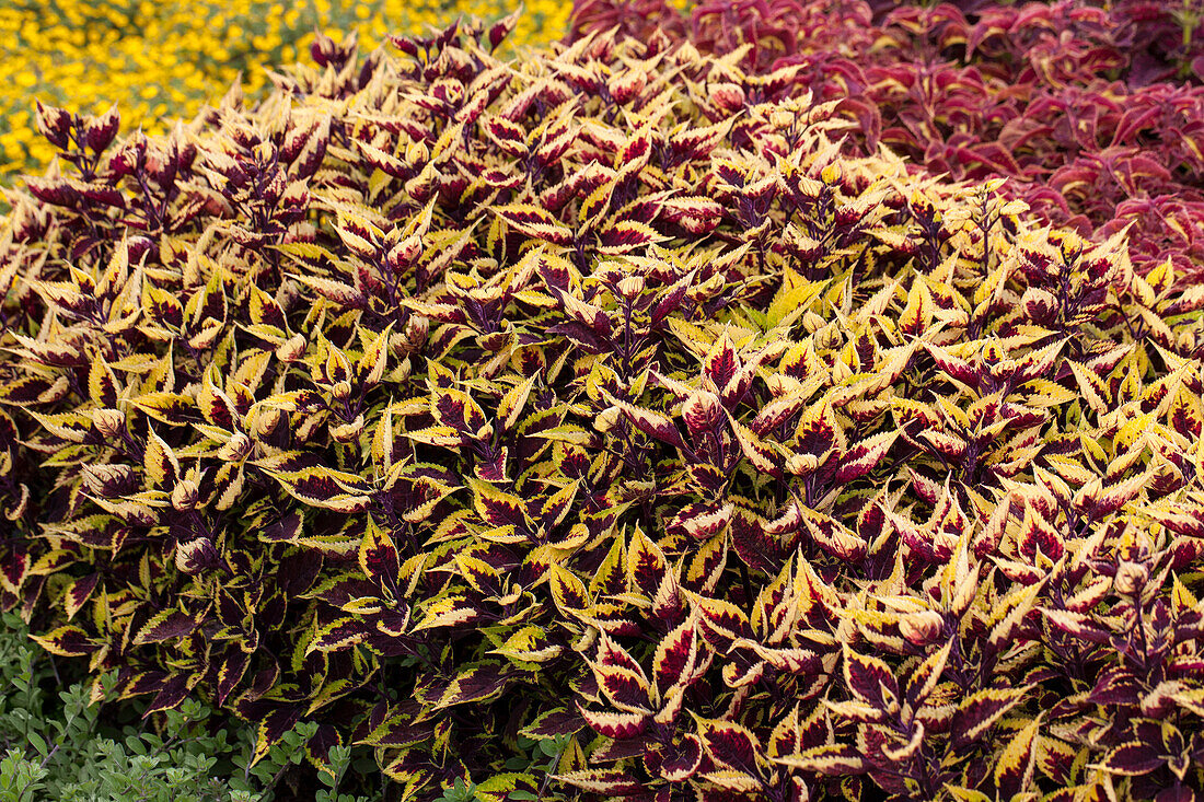 Coleus 'Walter Turner'