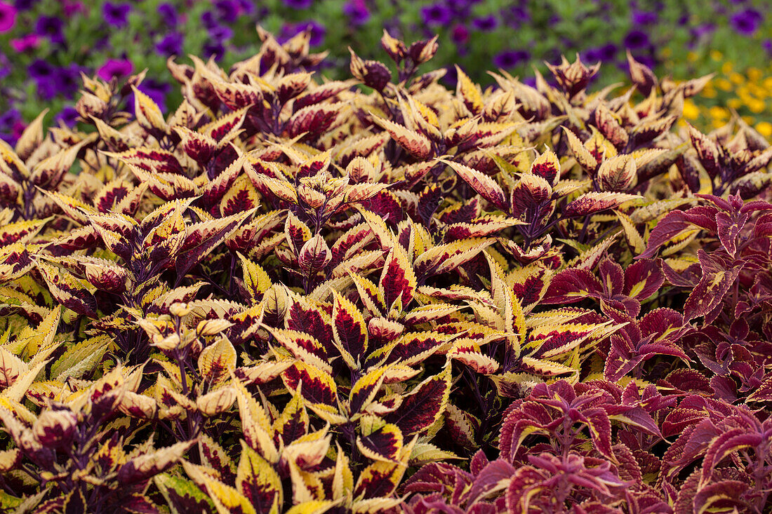 Coleus 'Walter Turner'