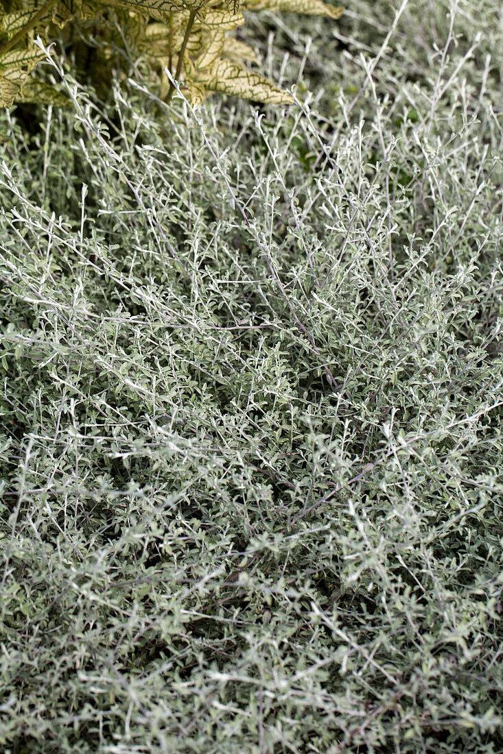 Helichrysum petiolare 'Silverstar'