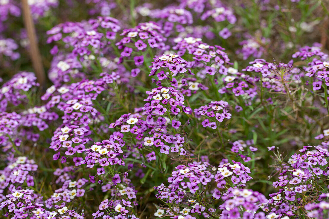 Lobularia Bicolor Lilac Stream