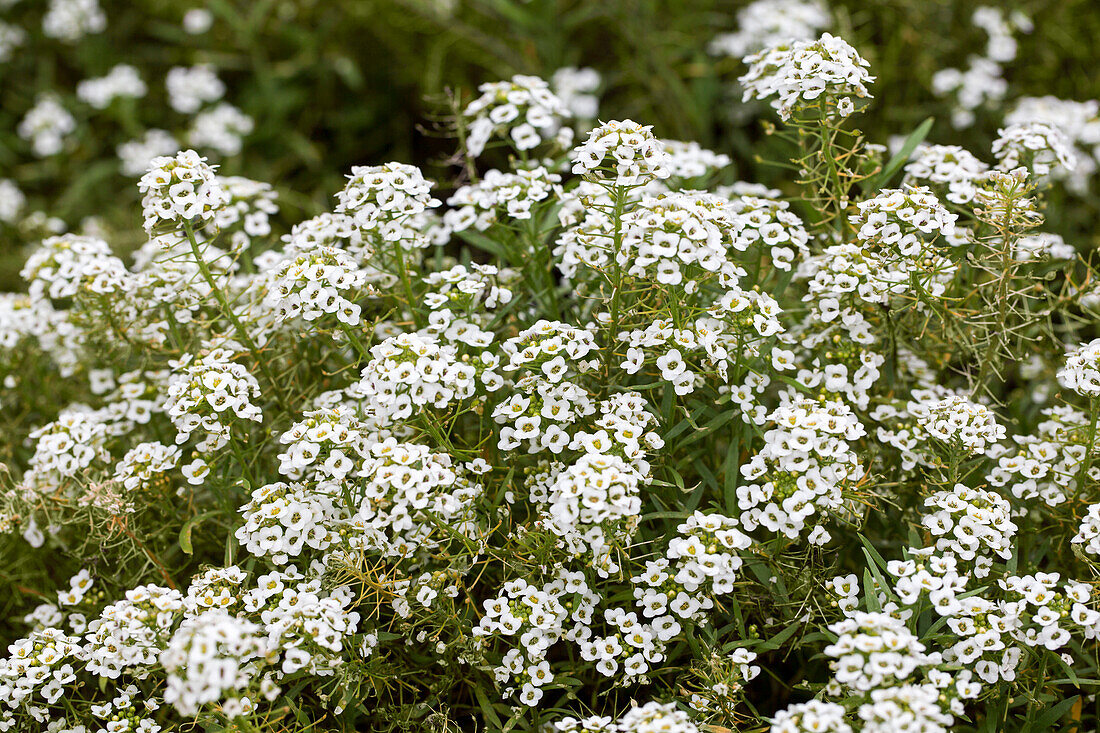 Lobularia 'Silver Stream'