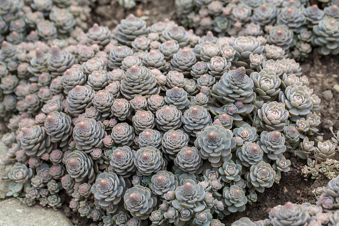 Orostachys malacophylla subsp. malacophylla var. iwarenge