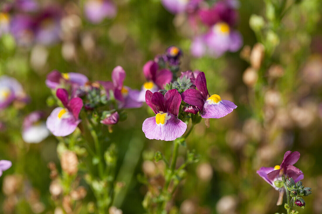 Nemesia fruticans 'Nesia Fantasy Pink'