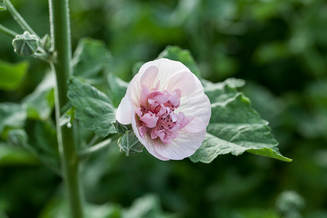 Malva sylvestris 'Freedom'