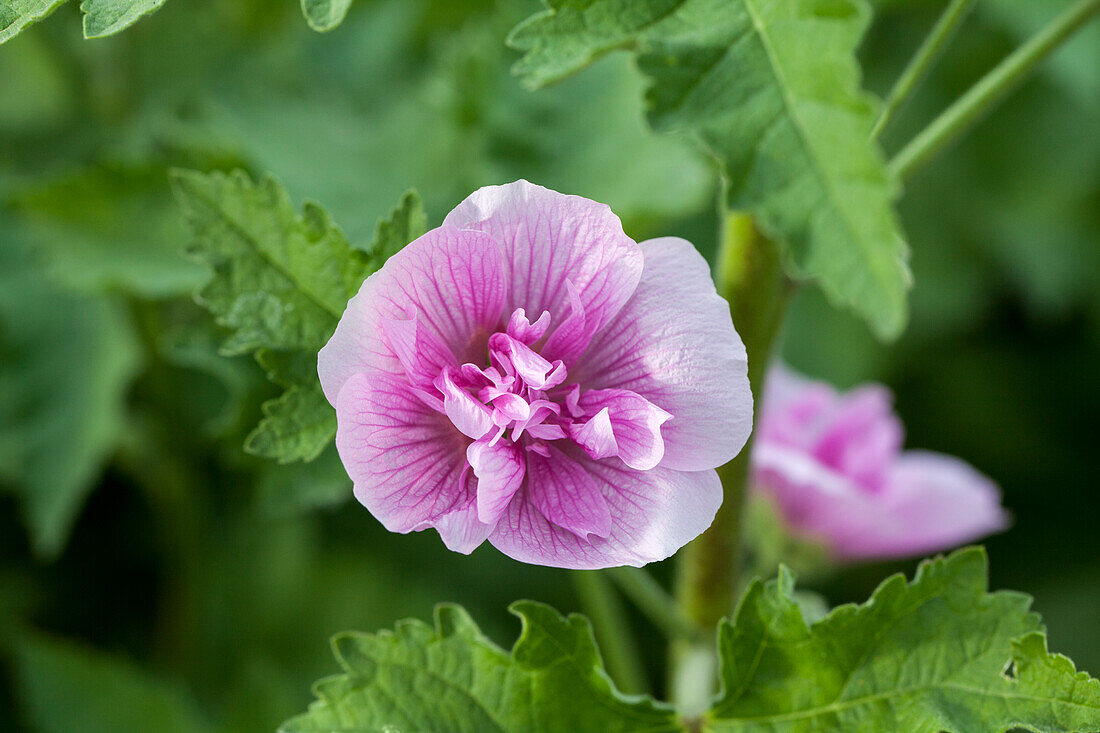 Alcea suffrutescens Parkrondell