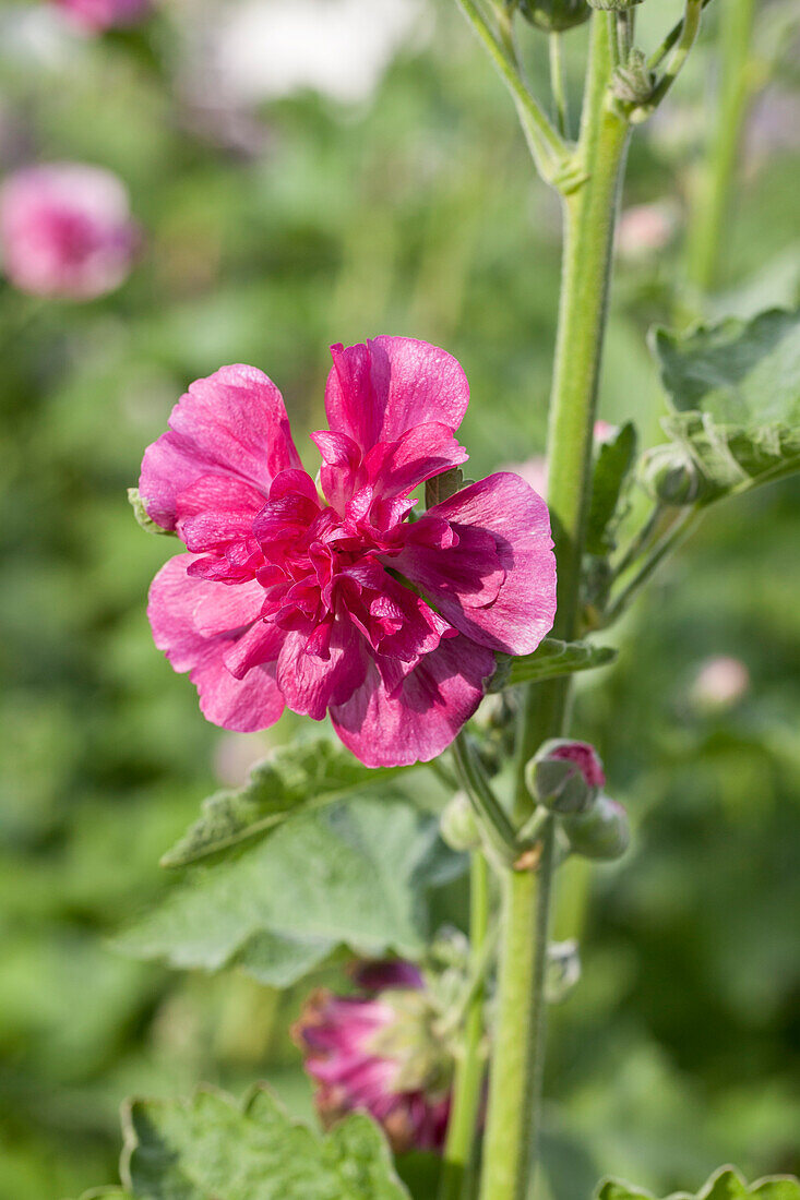 Alcea 'Poetry'