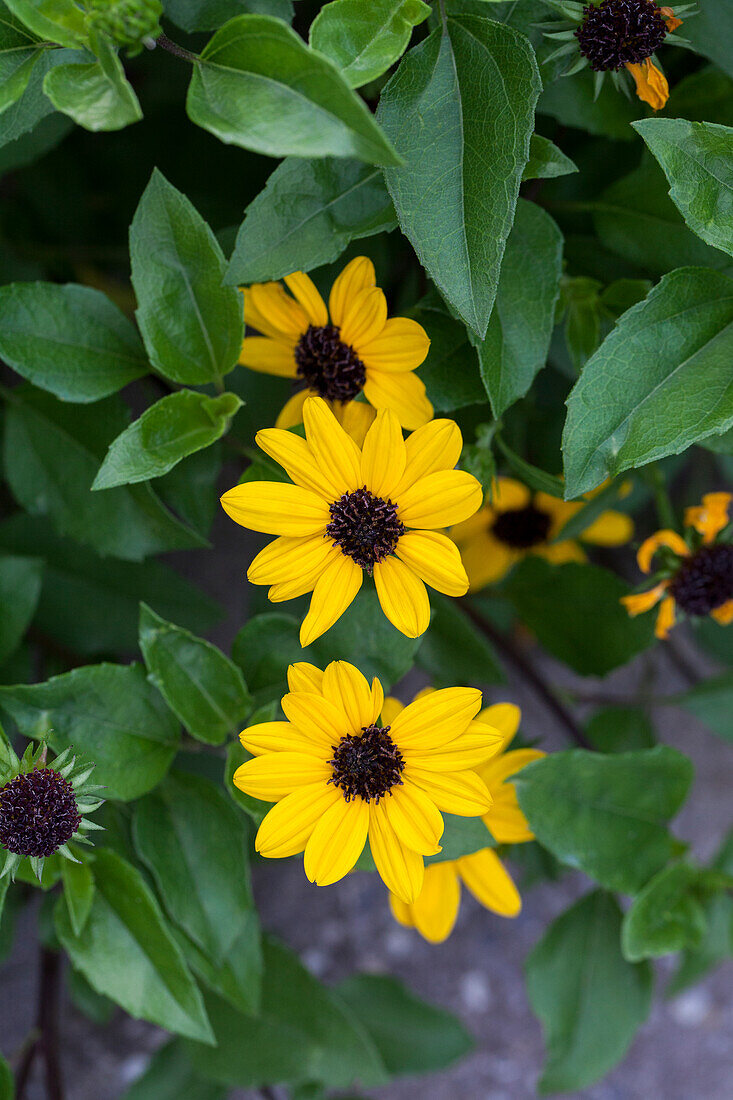 Helianthus 'Helisol'