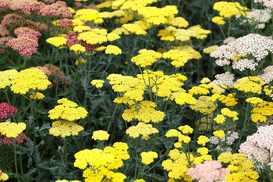 Achillea clypeolata 'Moonshine'