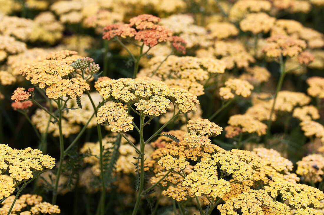 Achillea millefolium 'Terracotta'