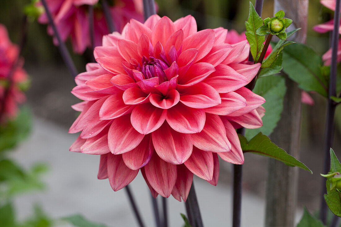 Dahlia 'American Dawn'