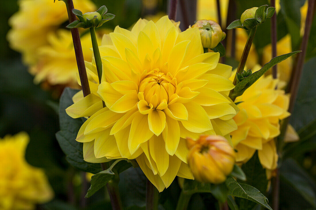 Dahlia 'American Sun