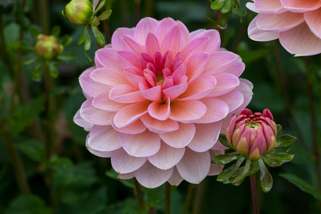 Dahlia 'Maldiva'