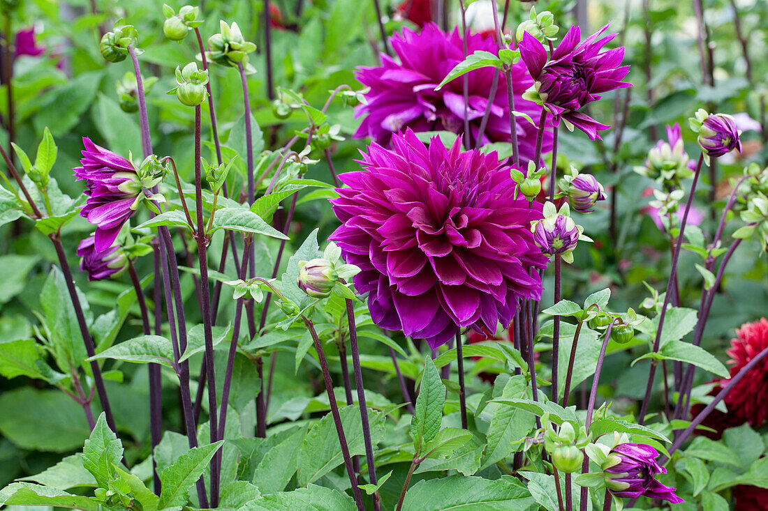 Dahlia 'Otto`s Thrill'