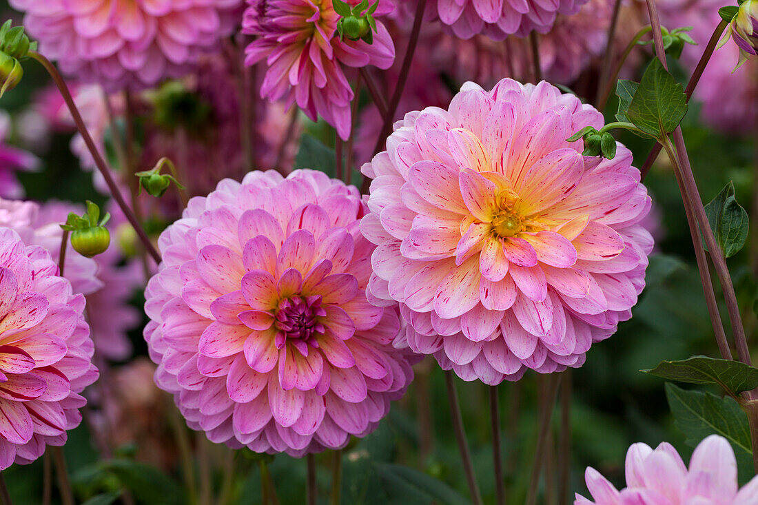 Dahlia 'Tropical