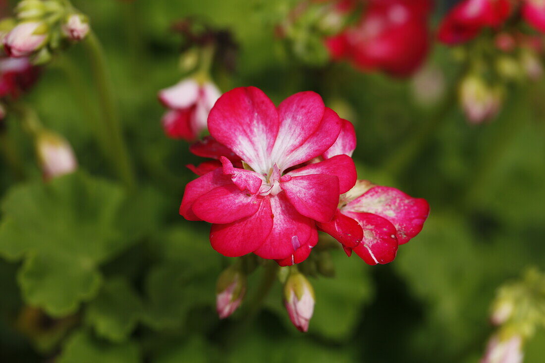 Pel. x zonale Little Lady Bicolor 