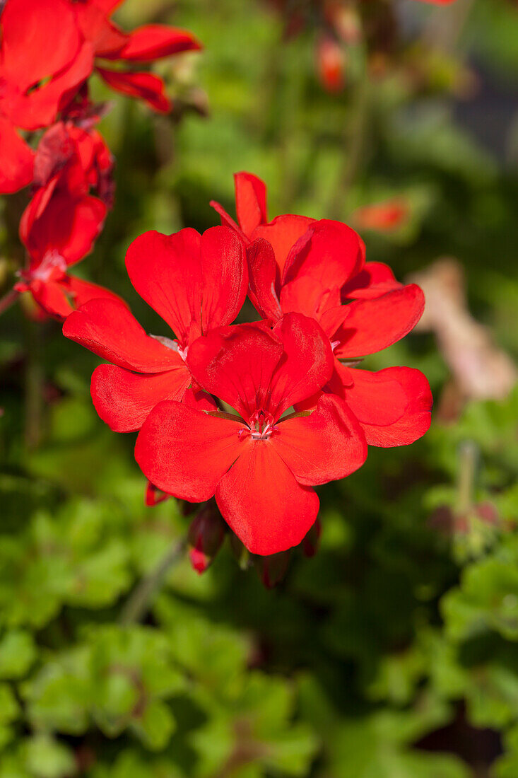 Pelargonium zonale 'TWOinONE® Scarlet' zonale