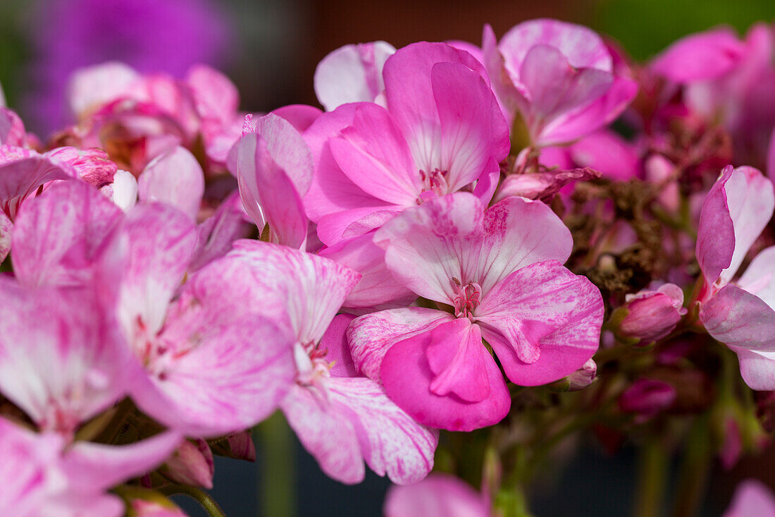 Pelargonium zonale 'Mosaic Pink'