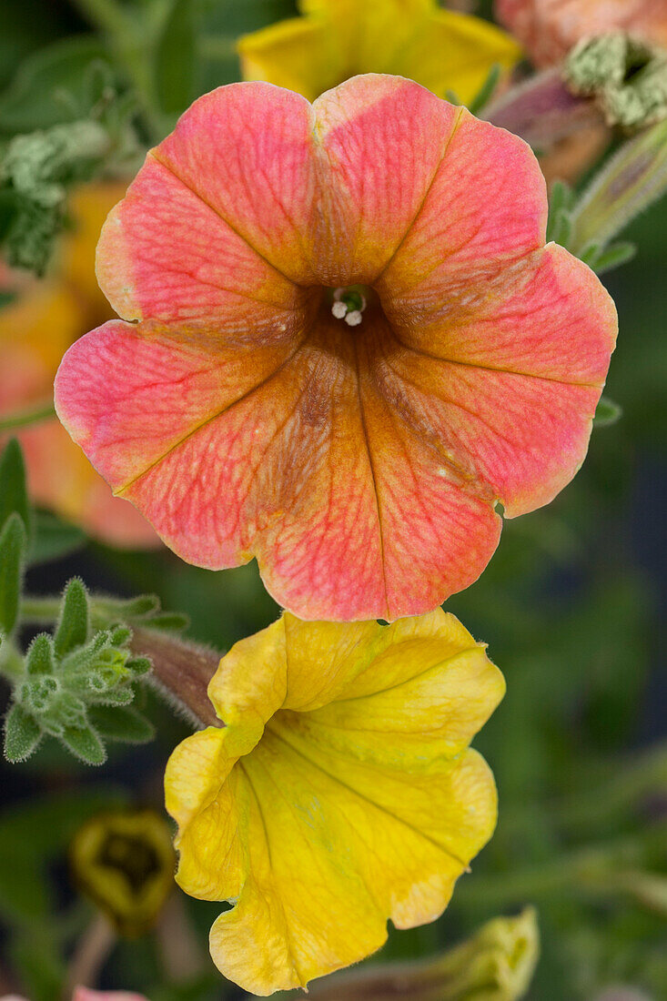 Petunia 'Cascadias Indian Summer'