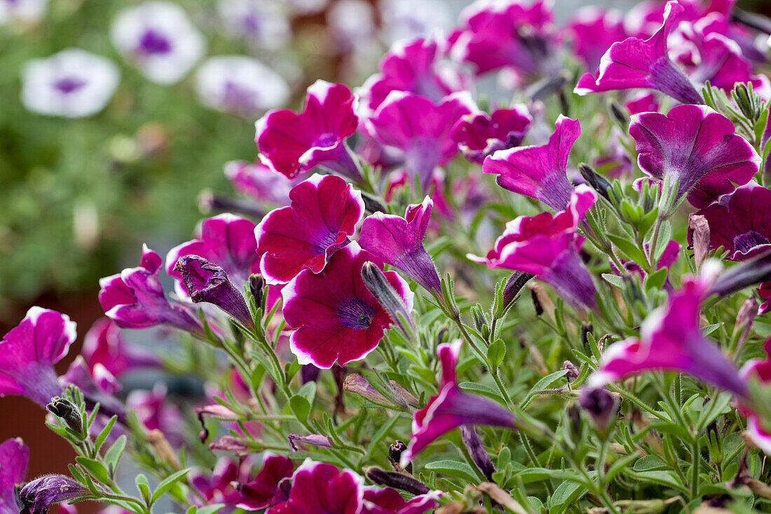 Petunia 'Cascadias Rim Chianti'