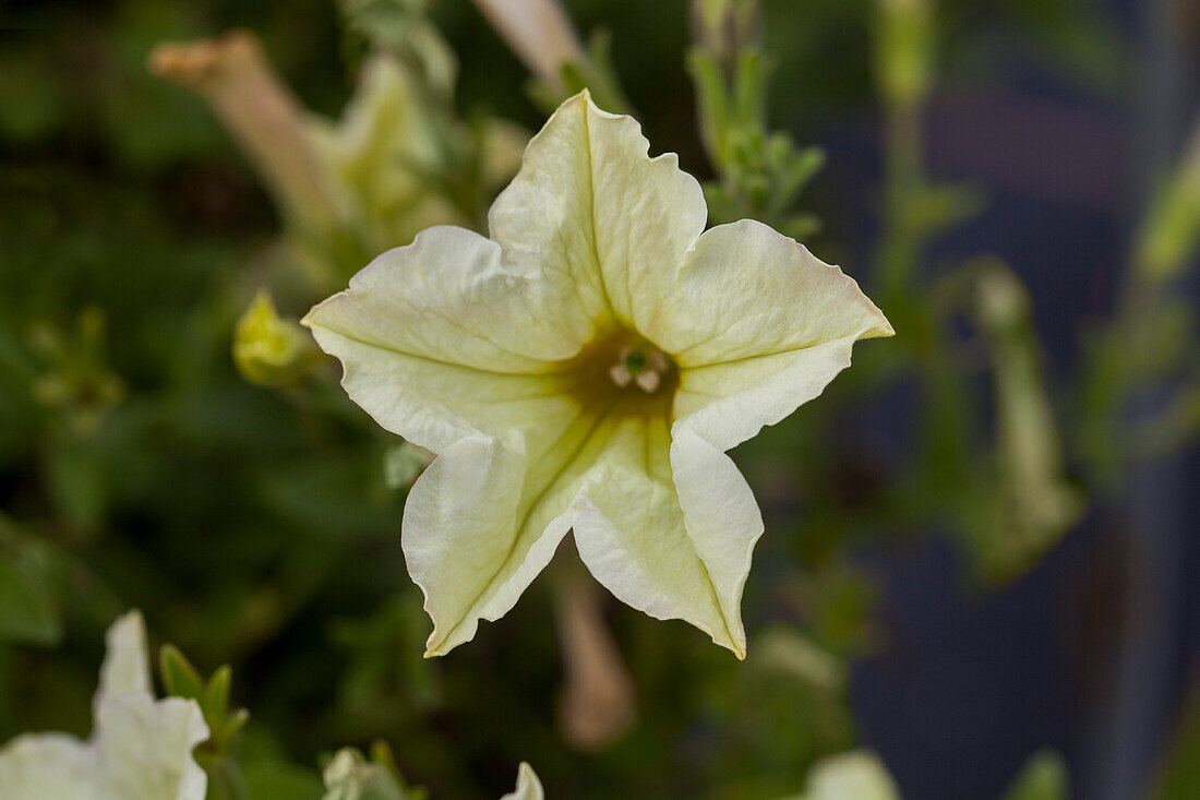 Petunia Crazytunia® 'Bitter Lemon'