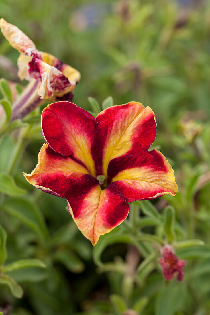 Petunia Crazytunia® 'Mandeville'