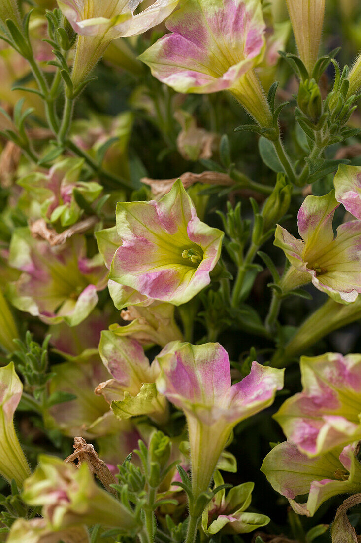 Petunia Crazytunia® 'Kermit Piggy'