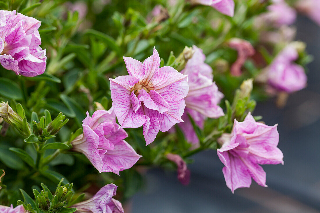 Petunia Happytunia® Double Soft Pink