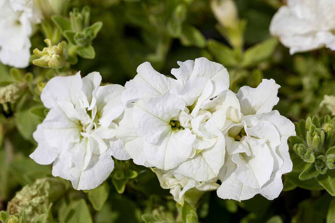 Petunia Happytoonia® 'Double White'