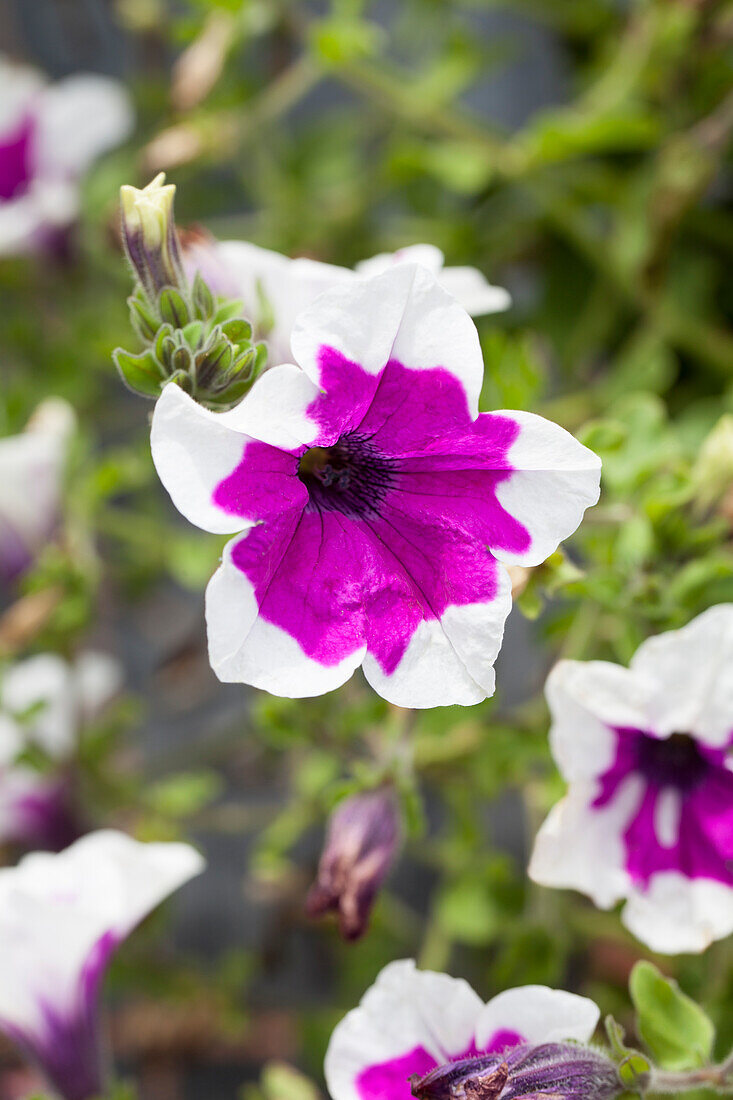 Petunia Happytoonia® Picotee Purple