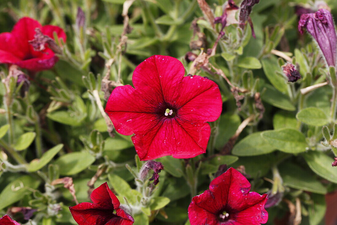 Petunia hybr. Hells Glow