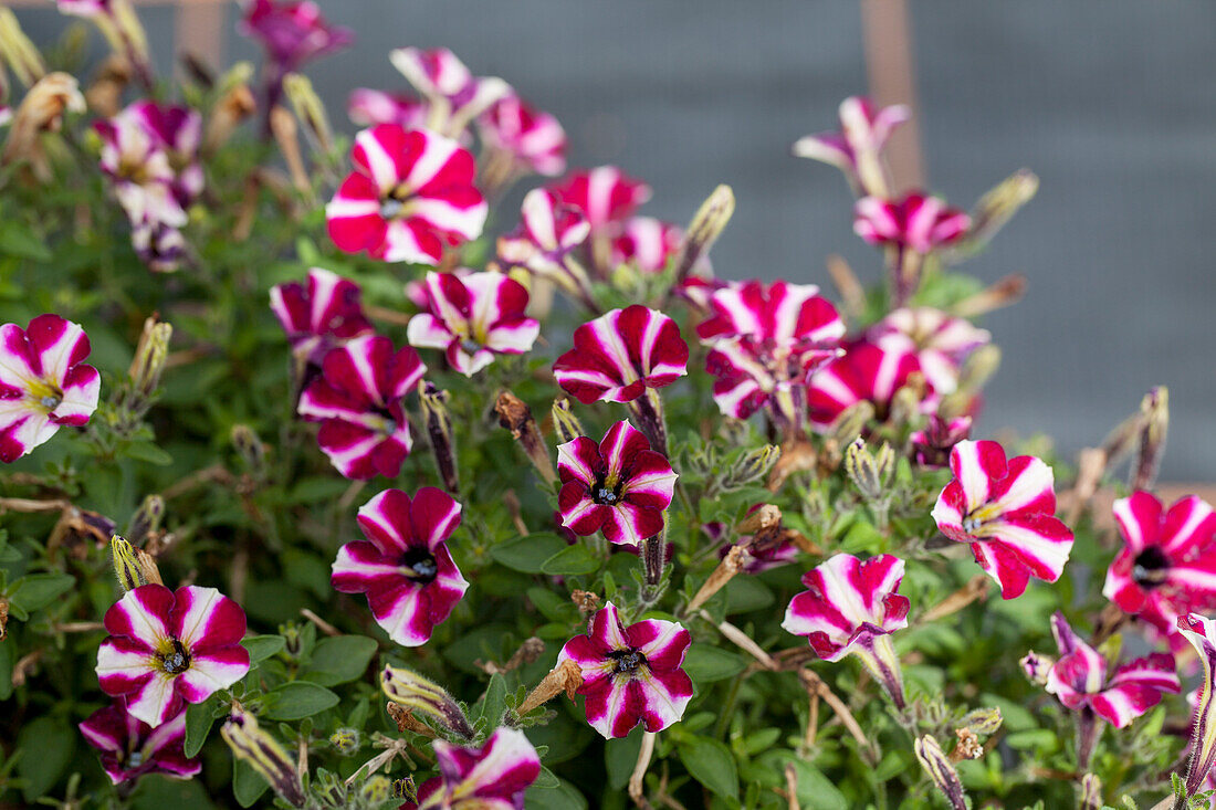 Petunia 'Littletunia Bicolor Illusion'